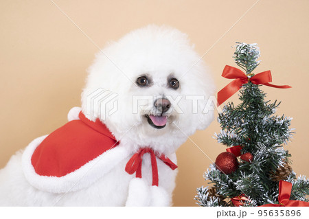 ミニクリスマスツリーと微笑むビジョンフリーゼのはなちゃん ミニクリスマスツリーと微笑むビジョンフリーゼのはなちゃん 95635896