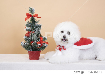 ミニクリスマスツリーと微笑むビジョンフリーゼのはなちゃん ミニクリスマスツリーと微笑むビジョンフリーゼのはなちゃん 95636102