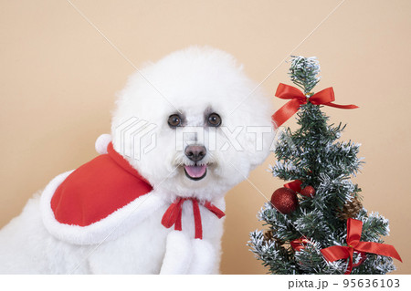 ミニクリスマスツリーと微笑むビジョンフリーゼのはなちゃん ミニクリスマスツリーと微笑むビジョンフリーゼのはなちゃん 95636103