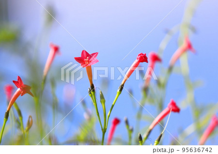 小さな縷紅草（ルコウソウ）の花 95636742