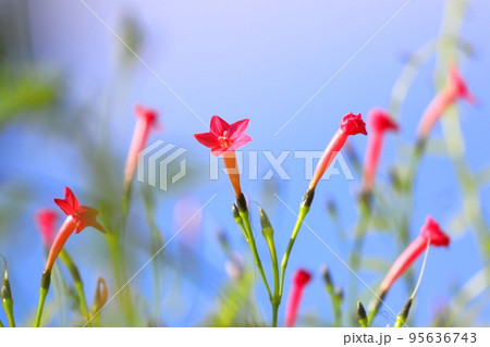 小さな縷紅草（ルコウソウ）の花 95636743