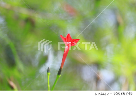 小さな縷紅草(ルコウソウ)の花 小さな縷紅草(ルコウソウ)の花 95636749