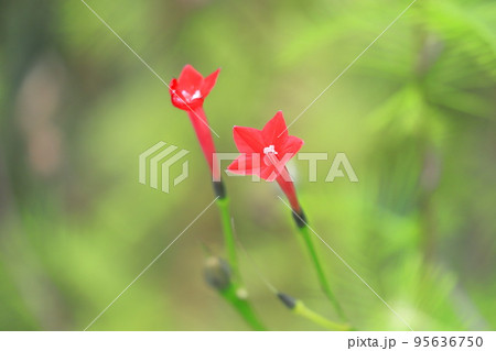 小さな縷紅草(ルコウソウ)の花 小さな縷紅草(ルコウソウ)の花 95636750