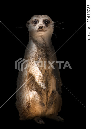 Front view of a Meerkat standing upright 95636783