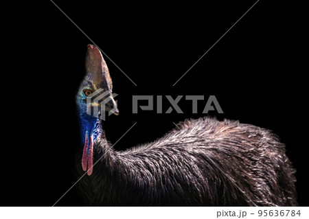 Front view of a Casuario (Cassowary) on black background 95636784