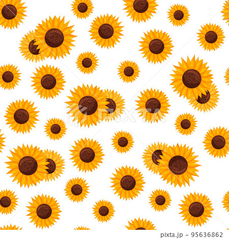 Seamless pattern of sunflower flowers white background. 95636862