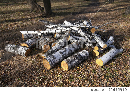 Birch logs lie on the ground among autumn leaves. Preparing firewood for heating in winter Birch logs lie on the ground among autumn leaves. Preparing firewood for heating in winter 95636910