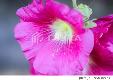 Blooming pink mallow flowers (Malva alcea, cut-leaved mallow, vervain mallow or hollyhock mallow) in summer garden. Blooming pink mallow flowers (Malva alcea, cut-leaved mallow, vervain mallow or hollyhock mallow) in summer garden. 95636973