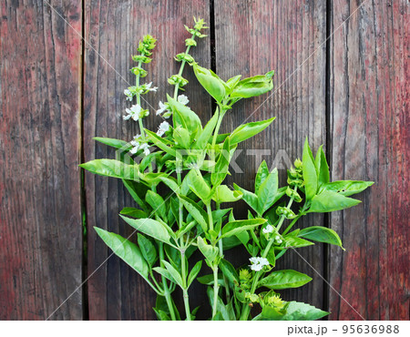 Basilic plants on a wooden table. 95636988