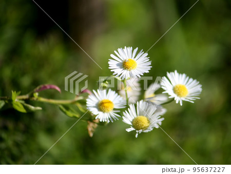 White daisy flowers White daisy flowers 95637227