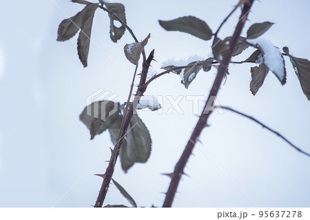 Plants in snow outdoors. Meadow in wintertime. 95637278