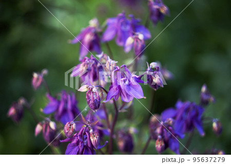 Blue flower of Aquilegia vulgaris. 95637279