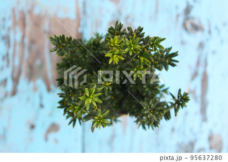 Pots with young conifer plants 95637280
