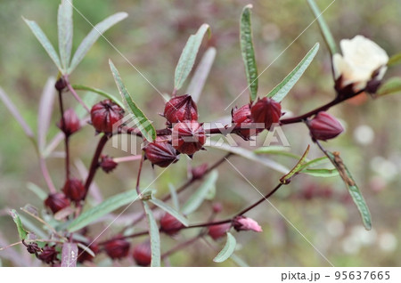 ハイビスカス・ローゼルの花と実 95637665