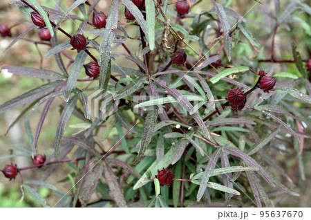 ハイビスカス・ローゼル ハイビスカス・ローゼル 95637670