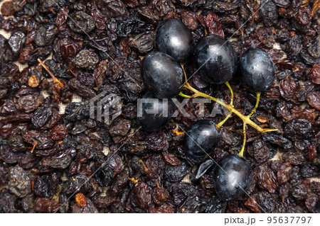 Dried black raisins in bowl with fresh organic grapes. Popular foods to cook or eat. Selective focus Dried black raisins in bowl with fresh organic grapes. Popular foods to cook or eat. Selective focus 95637797