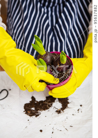 A girl in a striped apron transplants hyacinth bulbs from a pot, planting hyacinth bulbs with garden tools. 95637882
