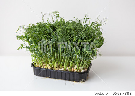 Pea microgreen sprouts. Raw sprouts, microgreens, healthy food concept 95637888