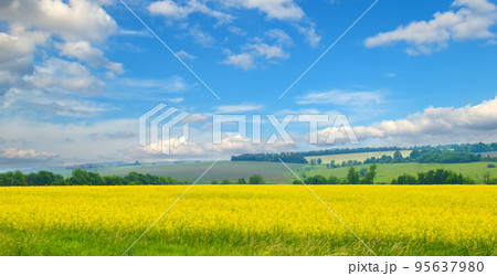 Oilseed rape blooming in farmland in countryside under blue sky Oilseed rape blooming in farmland in countryside under blue sky 95637980