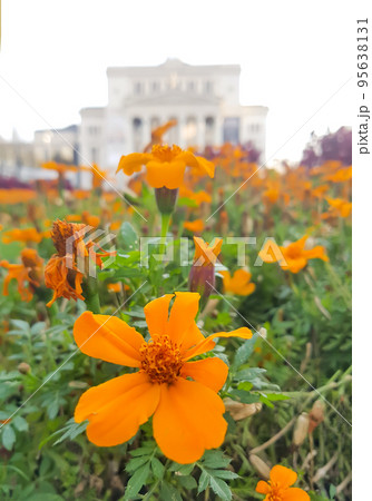Beautiful Marigold flower. Mexican, Aztec or African marigold plant. Beautiful Marigold flower. Mexican, Aztec or African marigold plant. 95638131