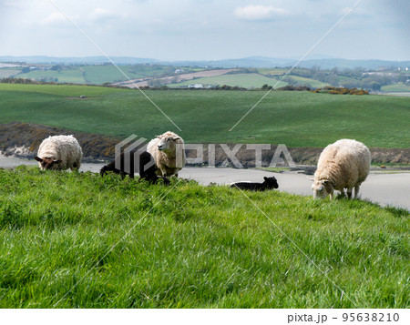 Sheep graze. A few sheep in a pasture. Free grazing. Agricultural landscape. White sheep on field 95638210