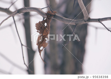 Dry leaf on the tree in the autumn forest 95638398