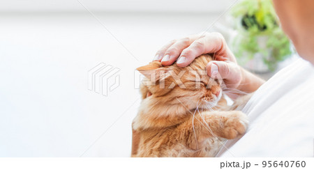 Man is cuddling cute ginger cat. Cat lover, fluffy pet and houseplant on window sill. Domestic animal at cozy home. 95640760