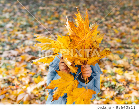 Little boy is hiding behind bouquet of bright yellow maple leaves. Autumn fun with fallen leaves in park. Leisure activity outdoors. Little boy is hiding behind bouquet of bright yellow maple leaves. Autumn fun with fallen leaves in park. Leisure activity outdoors. 95640811