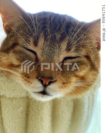 ニャンモックで安心して眠る保護猫 ニャンモックで安心して眠る保護猫 95641751