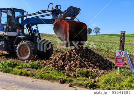 ビートの収穫風景、北海道美瑛 95641883