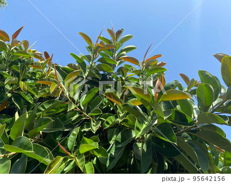 Green natural beautiful leaves of trees and bushes against the sky in a warm tropical country, resort Green natural beautiful leaves of trees and bushes against the sky in a warm tropical country, resort 95642156