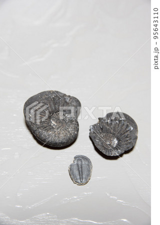 蓋付アンモナイトと三葉虫の化石 蓋付アンモナイトと三葉虫の化石 95643110