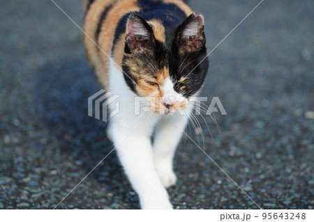 霧が晴れて散歩する猫 95643248