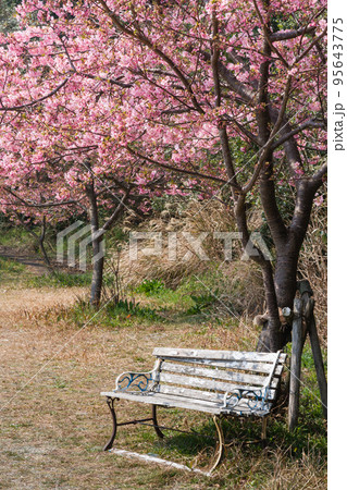 河津桜と古いベンチ 95643775