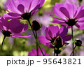 コスモス 95643821