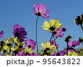 コスモス 95643822