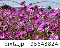 コスモス 95643824