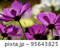 コスモス 95643825