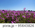 コスモス 95643826