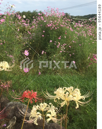 高麗郷古民家の庭に咲く紅白の彼岸花と秋桜 高麗郷古民家の庭に咲く紅白の彼岸花と秋桜 95644189