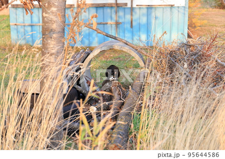 北海道　十勝地方　古い牛舎と牛柄のネコ 95644586