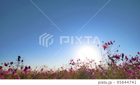 朝日とコスモス畑 95644741