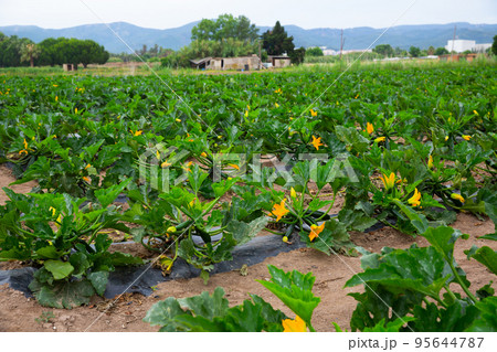 Zucchini bushes with fruits and flowers on plantation 95644787