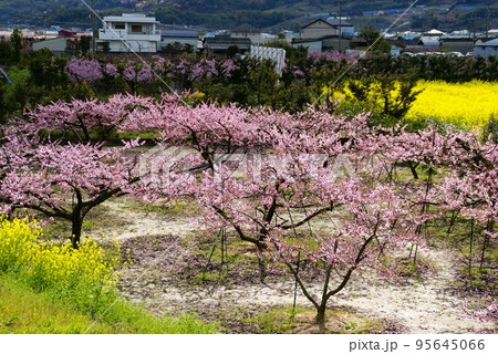 桃の花 桃の花 95645066