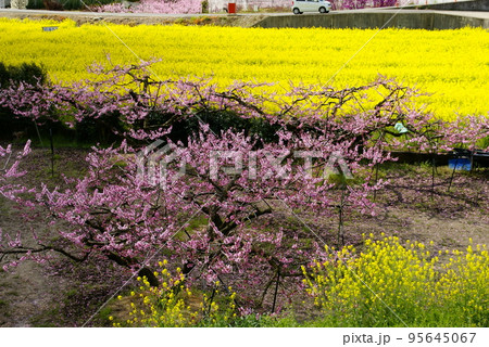 桃の花と菜の花 桃の花と菜の花 95645067