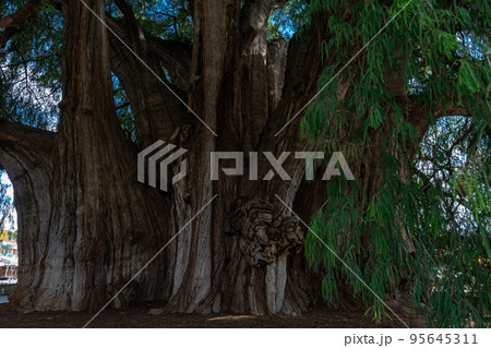 Sabin ancient tree at Santa Maria del Tule, Oaxaca, Mexico 95645311