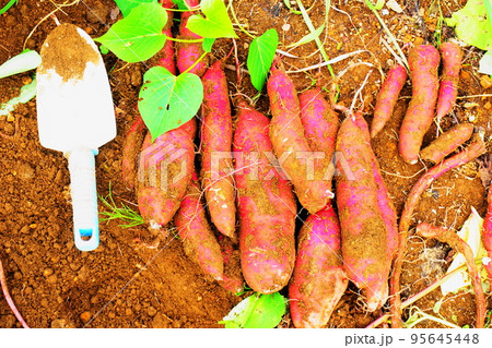 畑で収穫したさつまいもとスコップ、おいも掘り 95645448