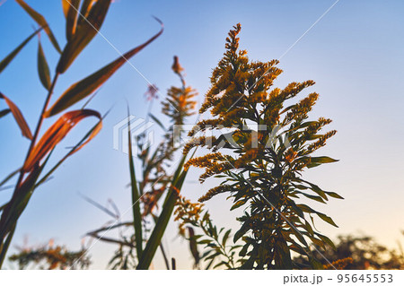 夕日に照らされたセイタカアワダチソウ 95645553