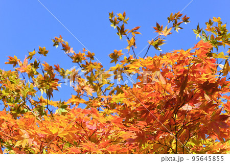 紅葉している木の葉（栃木県那須高原） 95645855
