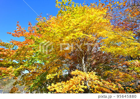 紅葉している木の葉(栃木県那須高原) 紅葉している木の葉(栃木県那須高原) 95645880